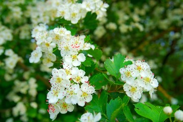 blossoming apple tree close-up