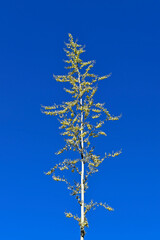 Agave flowers and blue sky