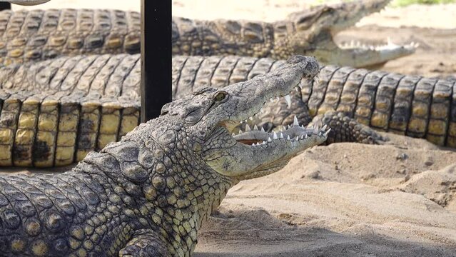 nile crocodile with open mouth basking in the sun