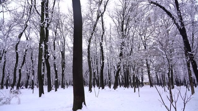 winter landscape. trees covered with snow in the cold season. 4k video.