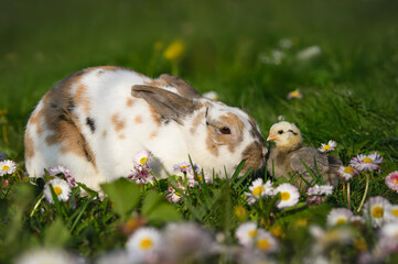 cute bunny and baby chick together on a field of spring flowers