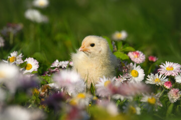 cute yellow baby chick posing in spring flowers