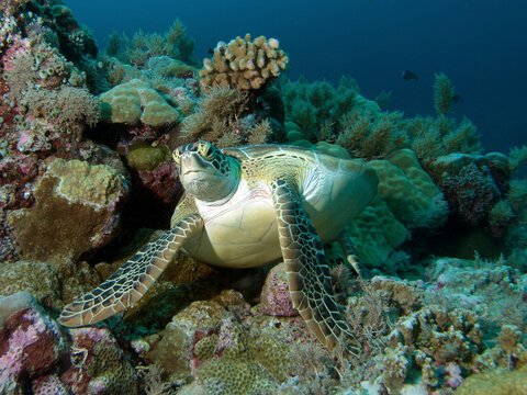 Grüne Meeresschildkröte hat im Korallenriff gerastet und erhebt sich aus ihrem Korallenbett. Unterwasserfotografie vom Tauchplatz Turtle Beach im Inselstaat Palau in Mikronesien - Pazifischer Ozean.