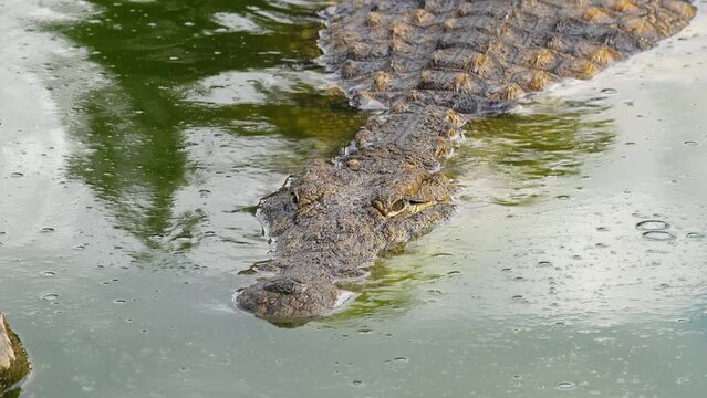 Nile crocodile swims along the river