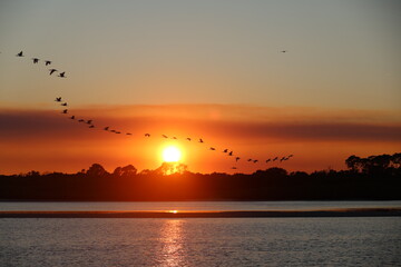 Sunset with birds in flight 