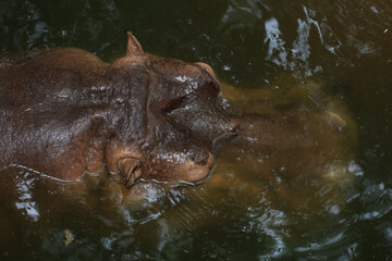 Close up head The Big hippopotamus is float in river