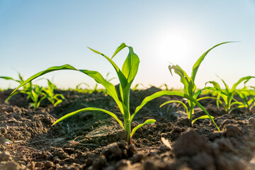 Young corn plants in the field. Beautiful young plants corn grow in the ground. Growing corn