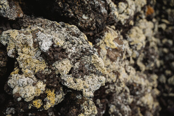 Close up of lava rock covered with moss in Lanzarote island, Spain.