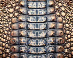 Crocodiles animal skin texture background