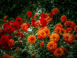 Red and orange flowers artfully arranged in front of a majestic backdrop of trees