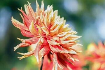 Orange and yellow flowers of a plant with a soft, blurred backdropm