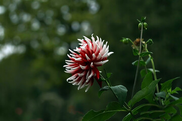 Vibrant dahlia bloom stands alone in this captivating photograph