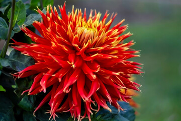 Close-up of a vibrant flower blossoming on a plant stem