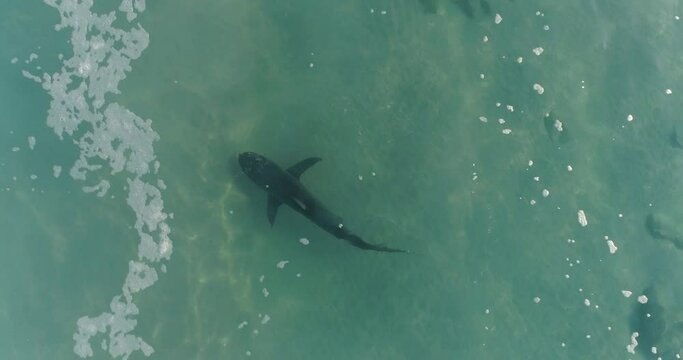 Aerial footage of sharks swimming in the warm water at the Orot Rabin power station in Hadera.