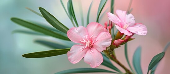 Nerium Oleander: A Stunning Flower that Belongs to the Apocynaceae Family