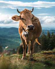 Portrait of a Swiss Cow in the Swiss Alps with a typical Swiss cowbell 