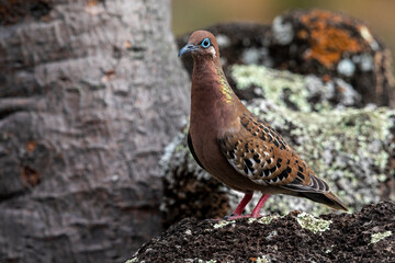 Galapagos dove (Zenaida galapagoensis). Tórtola de las Galápagos o zenaida de Galápagos​ (Zenaida galapagoensis). Birds photography.