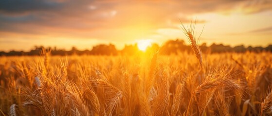 Sunset wheat field, epic scene