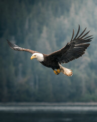 Bald Eagle - Haliaeetus Leucocephalus, Vancouver Island, Canada. Bird of prey, full wingspan....