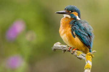 Bird Kingfisher sitting on a branch with a purple flower in the background