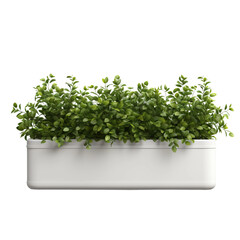 Fototapeta premium potted plant 