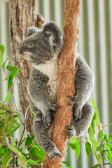 Obraz premium Australian koala (Phascolarctos cinereus) is a species of mammal, an arboreal herbivore. The animal sits on a tree.