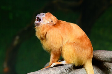 Golden lion tamarin (Leontopithecus rosalia), a species of primate inhabiting rainforests, an animal with orange fur sits on a tree branch.