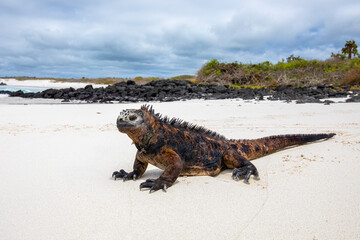 Marine iguana (Amblyrhynchus cristatus) in the white sands in the Galapagos Islands beaches. Iguana marina.