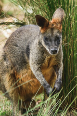 Naklejka na ściany i meble Swamp wallaby (Wallabia) a mammal from the kangaroo subfamily, a kangaroo with gray-rust fur sits among the vegetation and rests in the shade.