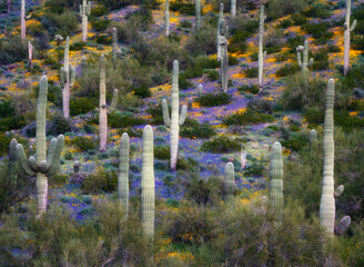 Sonoran Desert Super Bloom