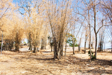 Colorful natural leaves of bamboo tree shedding changing color and Bambuseae foliage plant falling in autumn season or seasonal fall at garden on Khao Phraya Doen Thong mountain in Lop Buri, Thailand