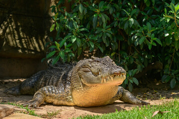 A large crocodile sits under a bush, a dangerous reptile rests during the day.
