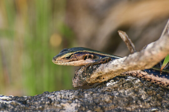 Eastern Water Skink (Eulamprus quoyii) a small lizard in the natural habitat sits on a branch.
