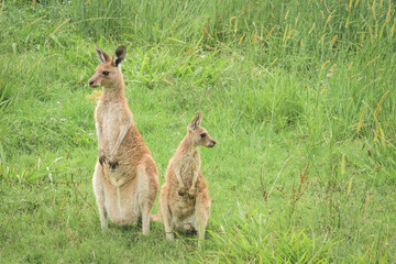 Eastern gray kangaroo (Macropus giganteus) Australian animals graze on green grass in natural habitat. © Castigatio