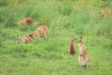 Eastern gray kangaroo (Macropus giganteus) Australian animals graze on green grass in natural habitat.
