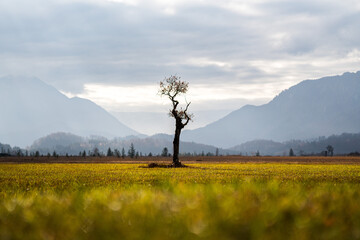 Murnauer Moos, Bayern, Deutschland