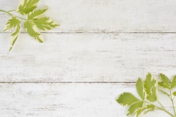 Background of old vintage cracked rough white wood horizontal  planks with green white plant leaves