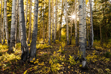 Birken, Herbst in der USA