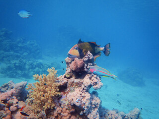 Riesen-Drückerfisch rastet auf einem Korallenblock und beobachtet die Taucher....