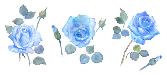 Watercolor hand drawn illustration of blue roses, flowers, watercolor floral illustrations, plant	