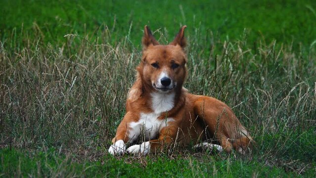 wild dog australian dingo resting on green grass