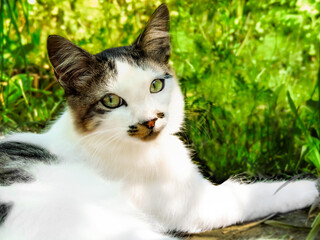 Whiskered Gaze. A serene cat, marked with nature's brushstrokes, basks in the sun amidst lush...