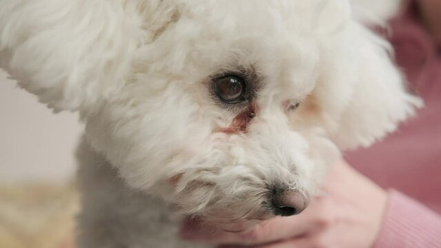 Close up slow motion of bichon frise dog looking up and then yawning whilst sat with owner