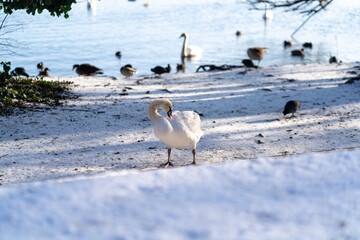 Swan swimming in the lake in wintertime in Berlin Spandau with snow