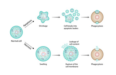 Necrosis and apoptosis of normal cell. cell death labeled outline diagram. Vector illustration