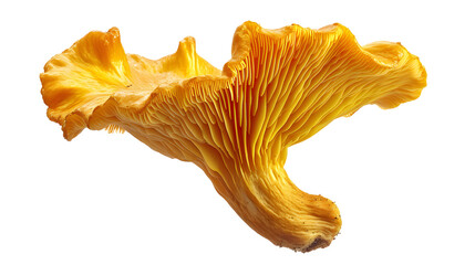 a close up of a mushroom - obrazy, fototapety, plakaty