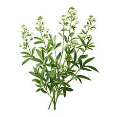 Naklejka premium plant isolated on white background 