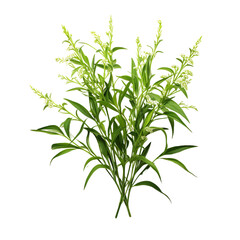 Obraz premium plant isolated on white background 