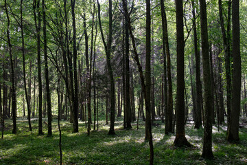 Fototapeta premium Springtime deciduous tree stand with hornbeams and oaks