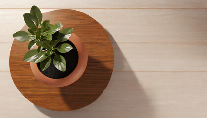 top view of a houseplant in a flower pot on a wooden board on a wooden table
